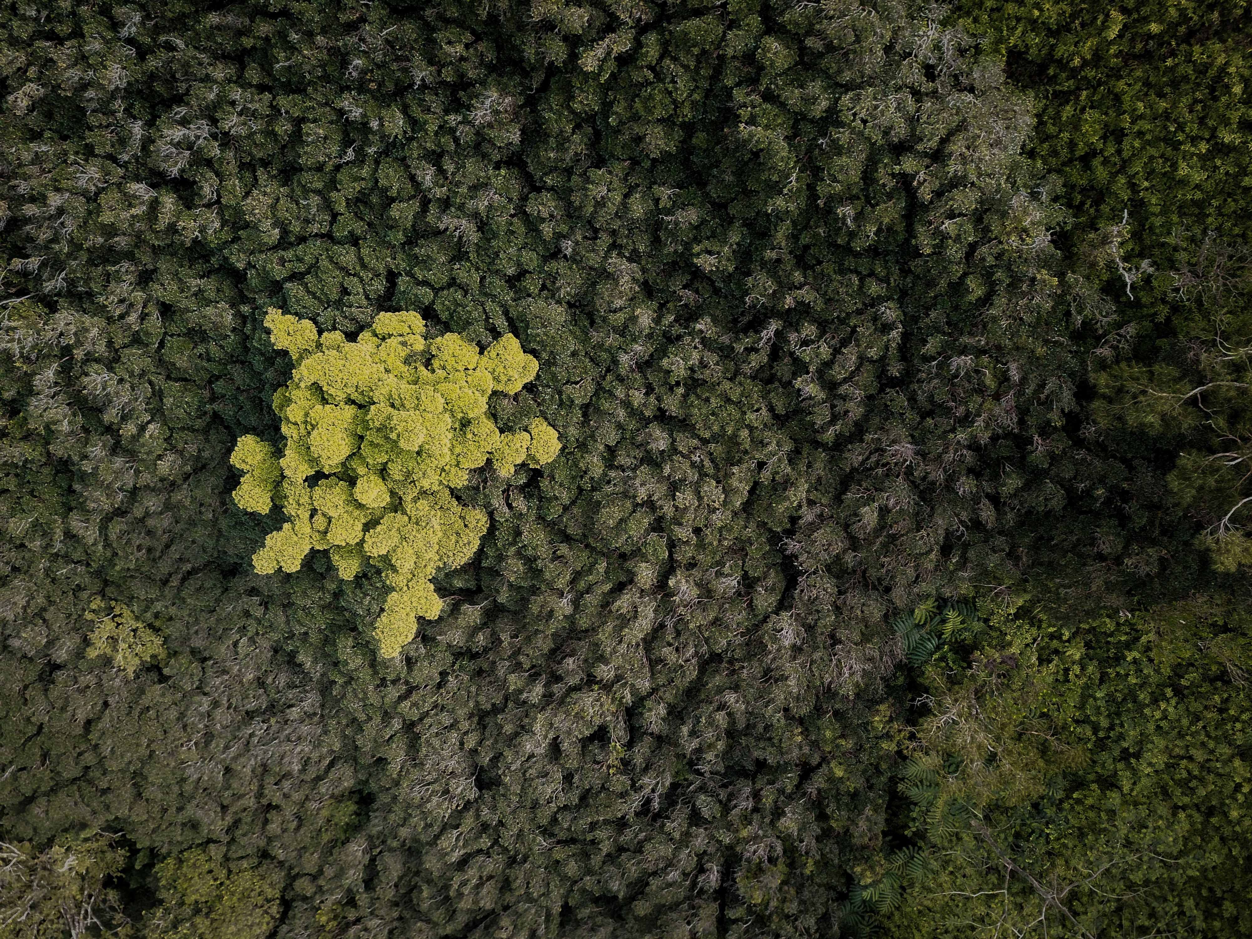 aerial photography of forest